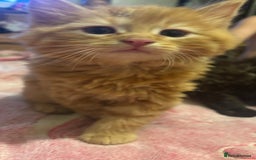 Mixed Breed cats for sale: 3 beautiful Birman cross kittens  - Image 5