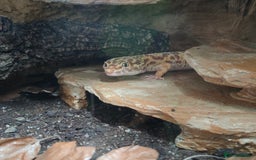 Leopard Gecko reptiles for sale: Female temper albino mack snow leopard gecko  - Image 2