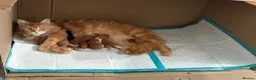 Maine Coon cats for sale: Pure breed Maine coon kittens  - Advert 27