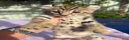 Keetso cats for sale: Stunning wild looking polydactyl curl ear keetsos  - Advert 31