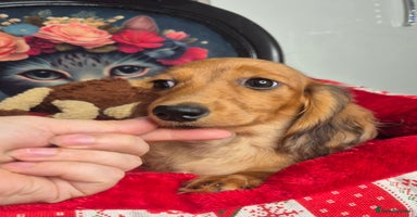 Miniature Dachshund dogs in Milton Keynes - Advert 7