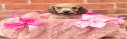 Miniature Dachshund dogs for sale: Long haired miniature dachshunds  - Advert 3