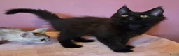 Maine Coon cats for sale: Tica Reg REDUCED mainecoon kittens READY NOW - Advert 9