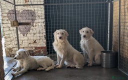 Mixed Breed dogs for adoption: BENJI - a handsome & gentle Boy  for a Loving Home - Image 38