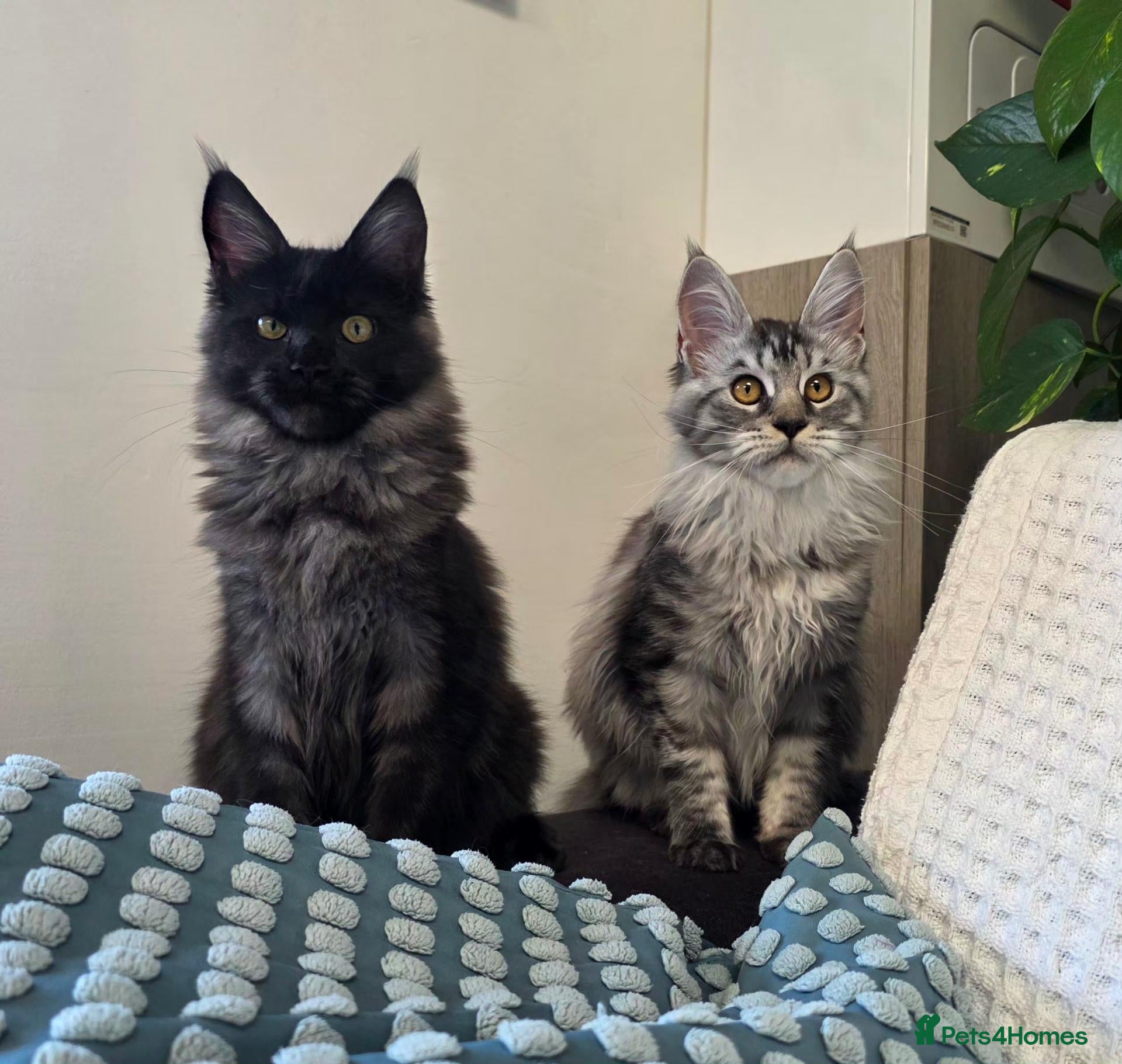 Maine Coon cats Pedigree Maine Coon Girls–Ready for Forever Homes - Advert 3