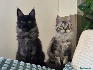 Maine Coon cats Pedigree Maine Coon Girls–Ready for Forever Homes - Advert 8