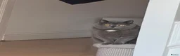 British Shorthair cats for sale: My teddy - Advert 2