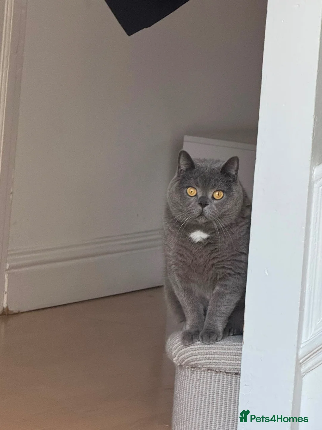 British Shorthair cats for sale: My teddy - Advert 2