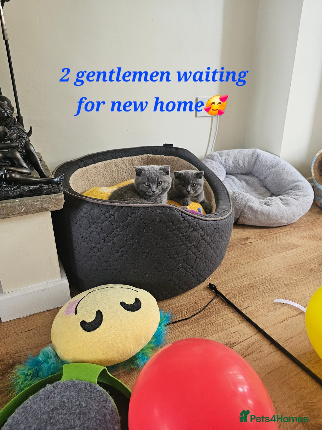 British Shorthair cats for sale: Hurry up 3 🕢Beautiful Scottish fold kitten left in Hatfield - Image 3