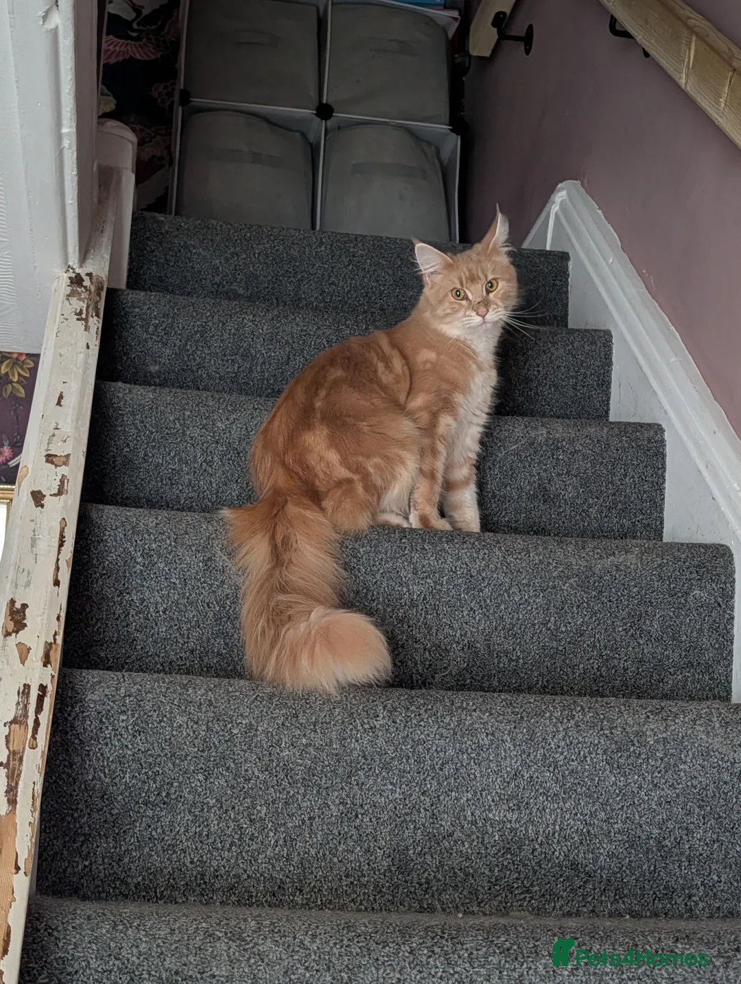 Maine Coon cats for sale: Fawn Maine Coon Girl - Advert 1