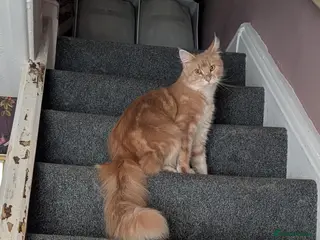 Maine Coon cats Fawn Maine Coon Girl - Advert 1