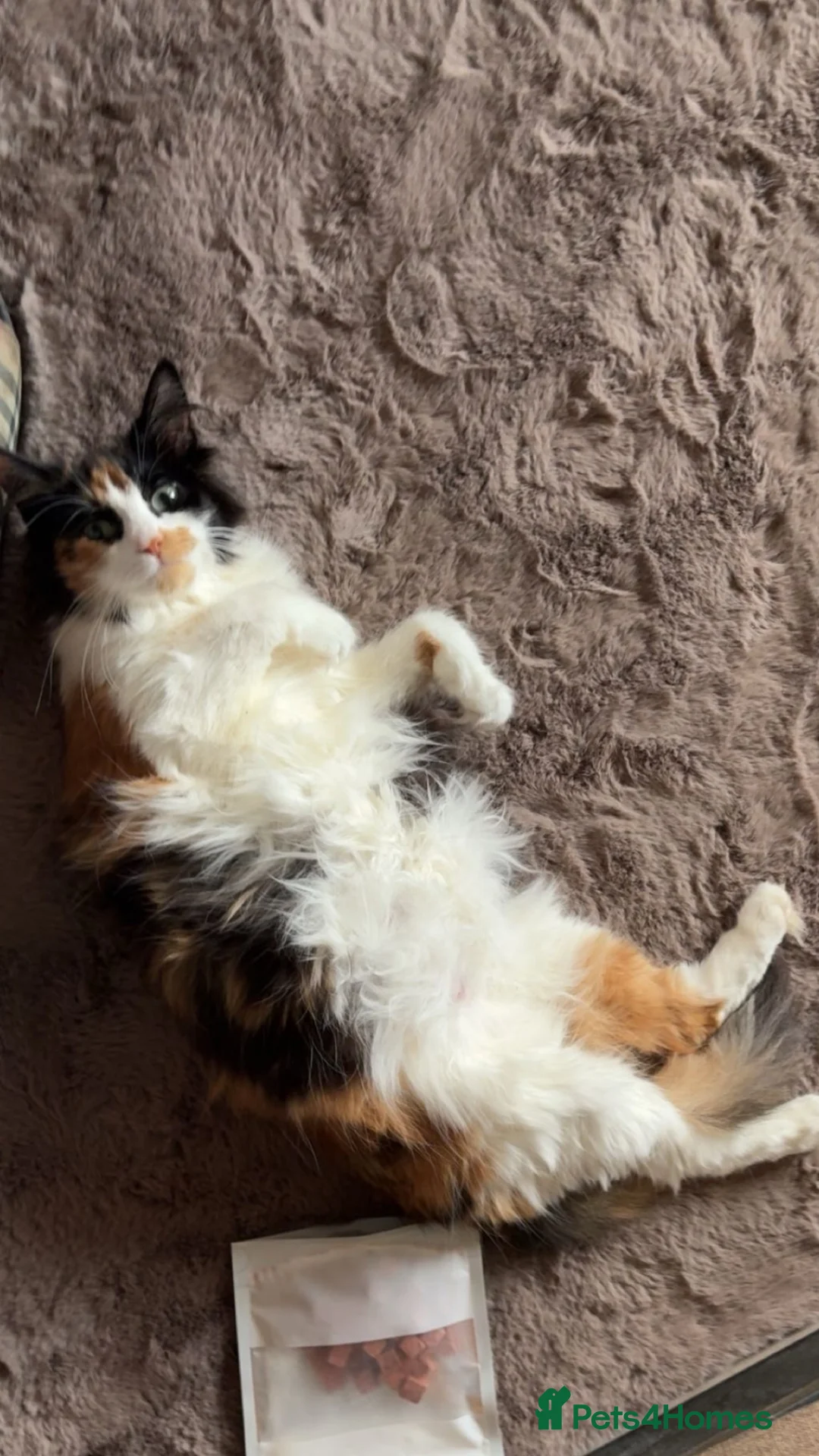 Mixed Breed cats for sale: Black & white kitten in Nelson - Advert 7
