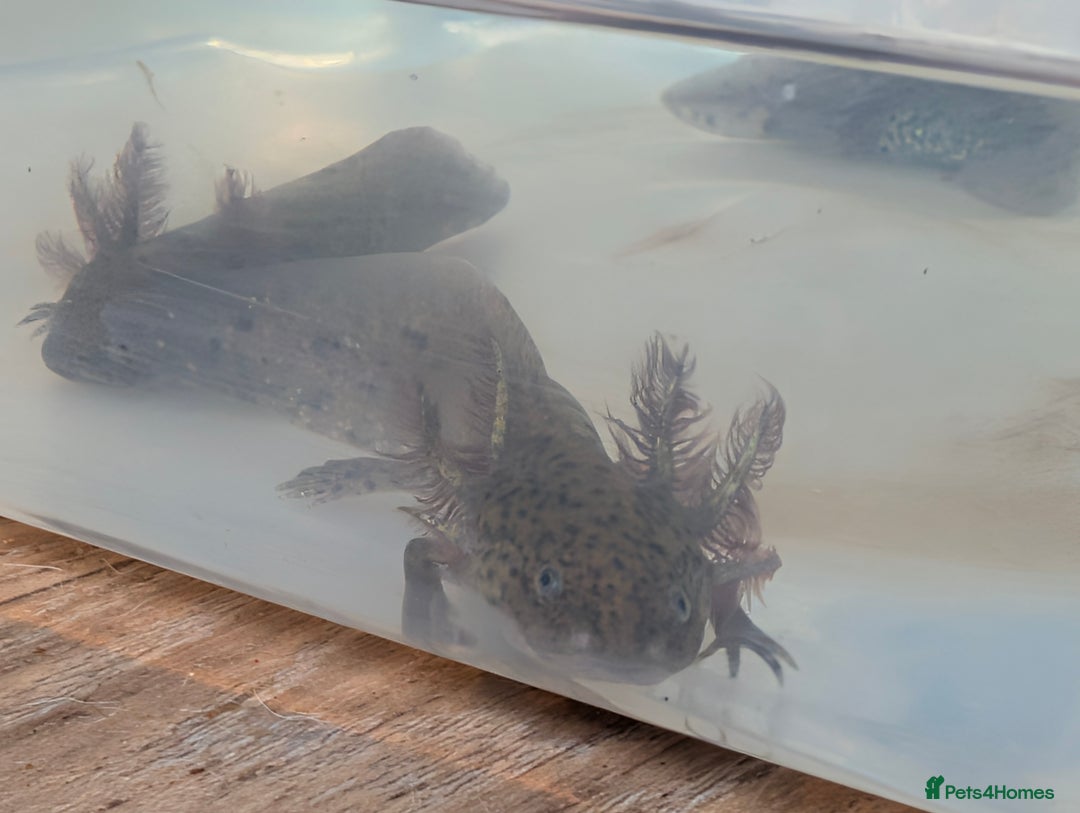 Axolotl reptiles for sale: REDUCED ONLY  5 LEFT baby Axolotls wild lavender  - Image 30