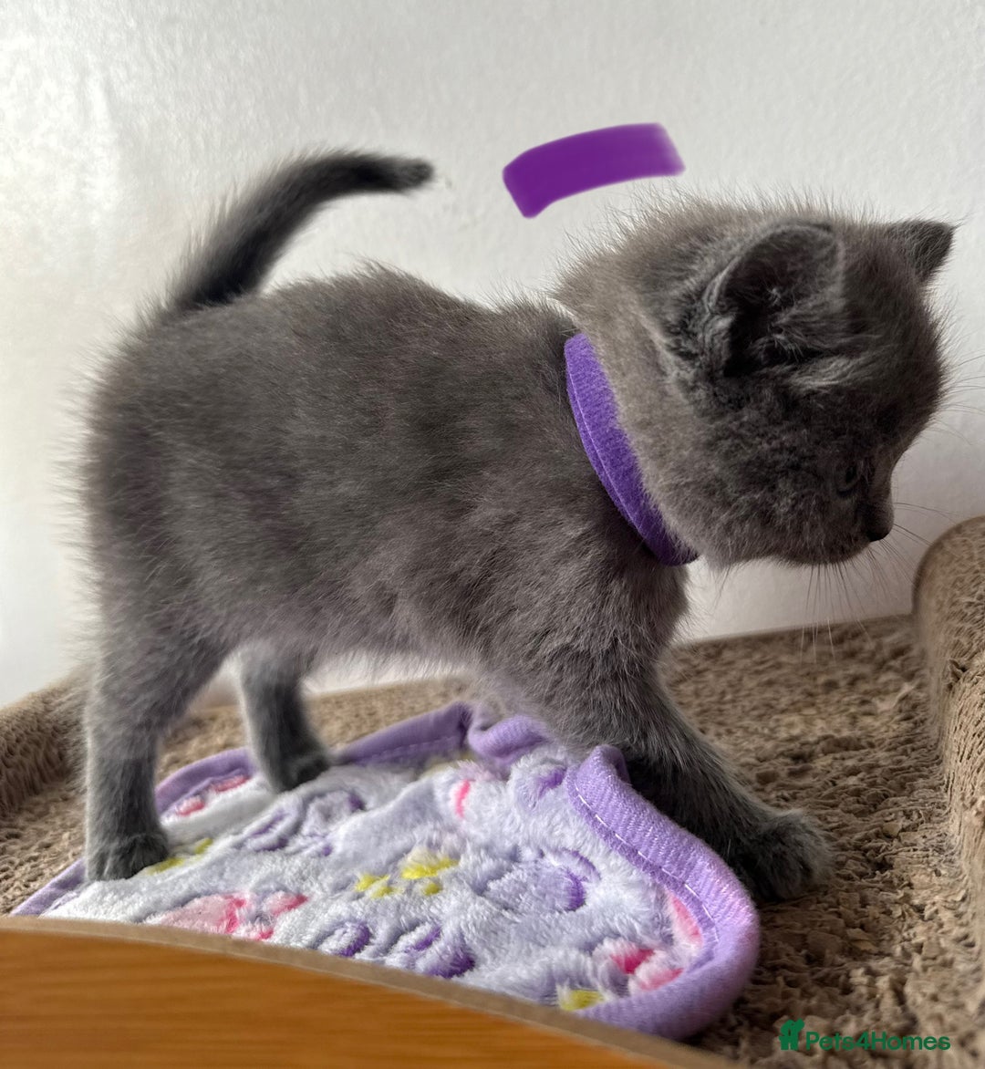 British Shorthair cats for sale: Bsh ragdoll kittens  - Advert 12