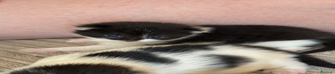 Mixed Breed Kitten 3