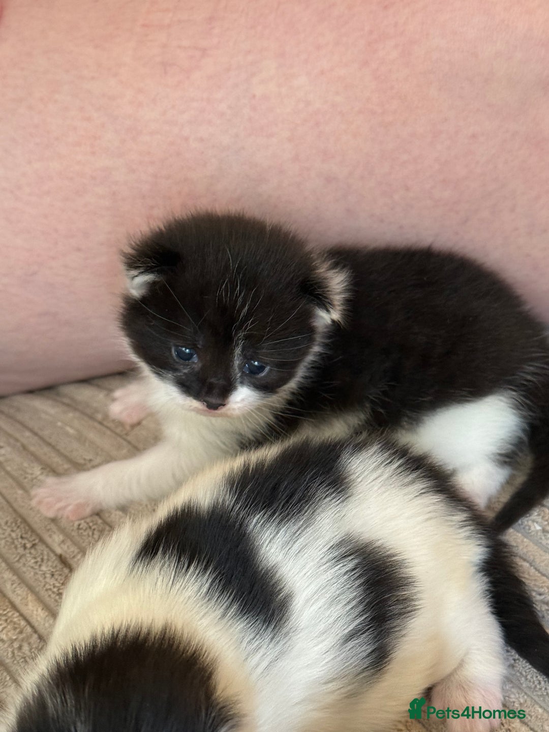 Mixed Breed cats for sale: Four beautiful kittens with lovely markings! - Image 15