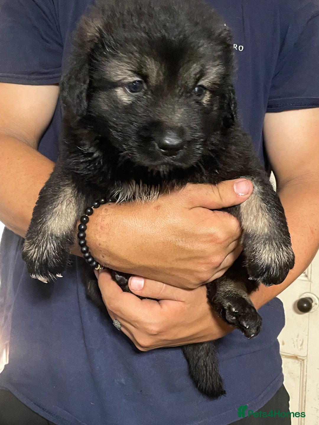 Caucasian Shepherd Dog dogs for sale: Beautiful puppies from huge parents  - Image 8
