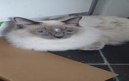 Ragdoll cats for sale: Adult male ragdoll for rehoming  - Image 3