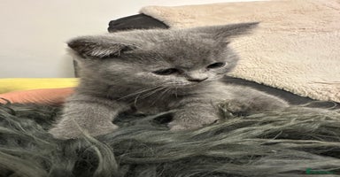 British Shorthair cats - Advert 4