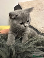 British Shorthair cats - Advert 15