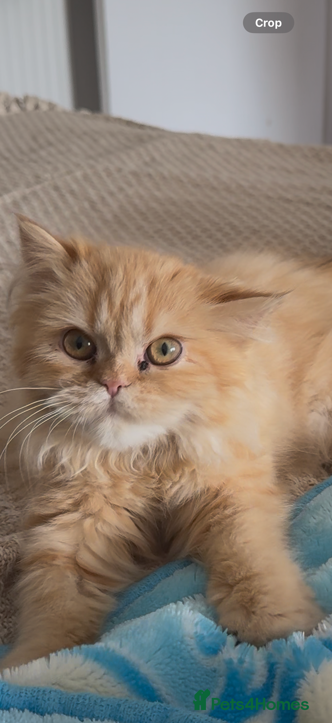 Persian cats for sale: Persian  gorgeous kitten(1 girl) in London - Image 19