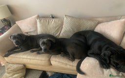 Cane Corso dogs for sale: FREE female cane corso - Image 10