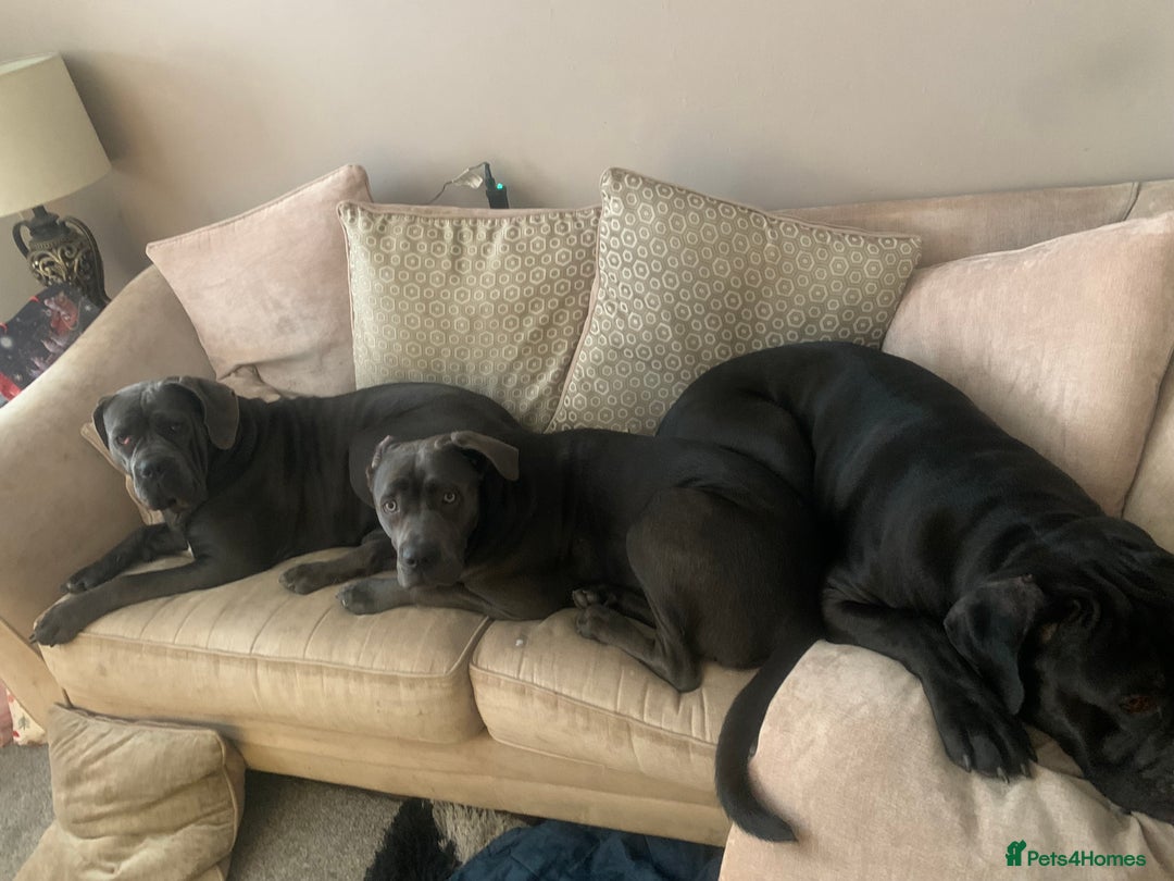 Cane Corso dogs for sale: FREE female cane corso - Image 10