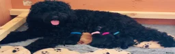 Australian Labradoodle dogs for stud: Douglas MacDoodle - Stud - Advert 24