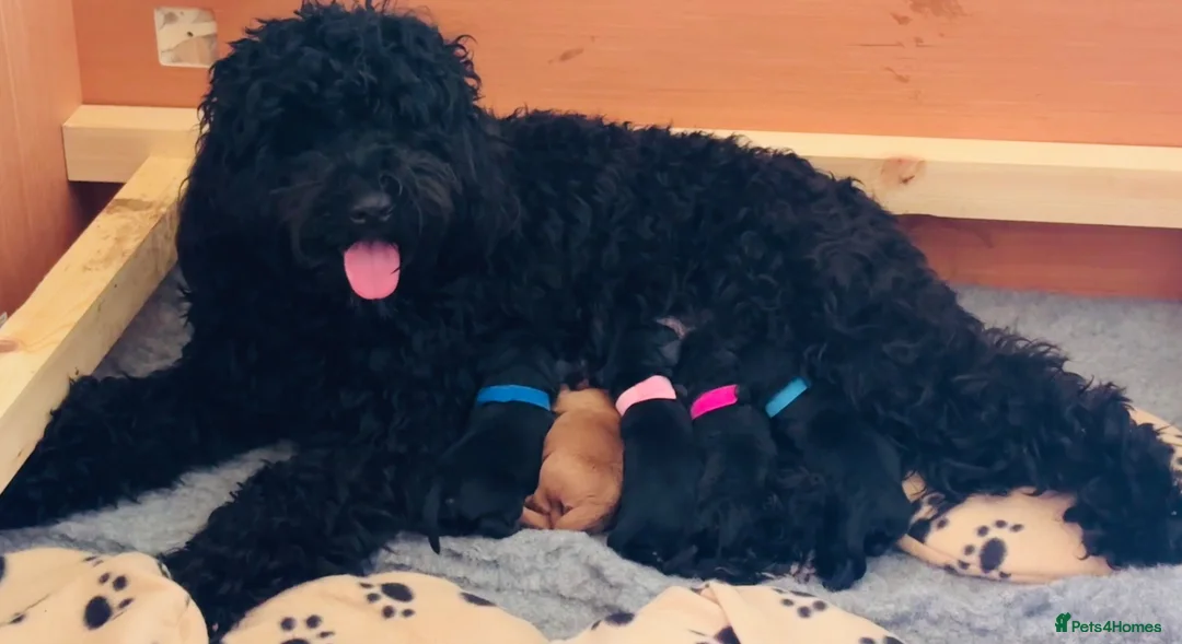 Australian Labradoodle dogs for stud: Douglas MacDoodle - Stud - Advert 24