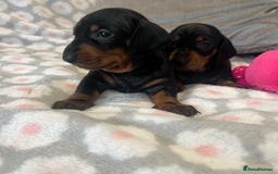 Dachshund dogs for sale: Standard smooth dachshunds from champion parents - Image 9