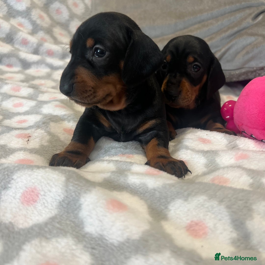 Dachshund dogs for sale: Standard smooth dachshunds from champion parents - Image 9
