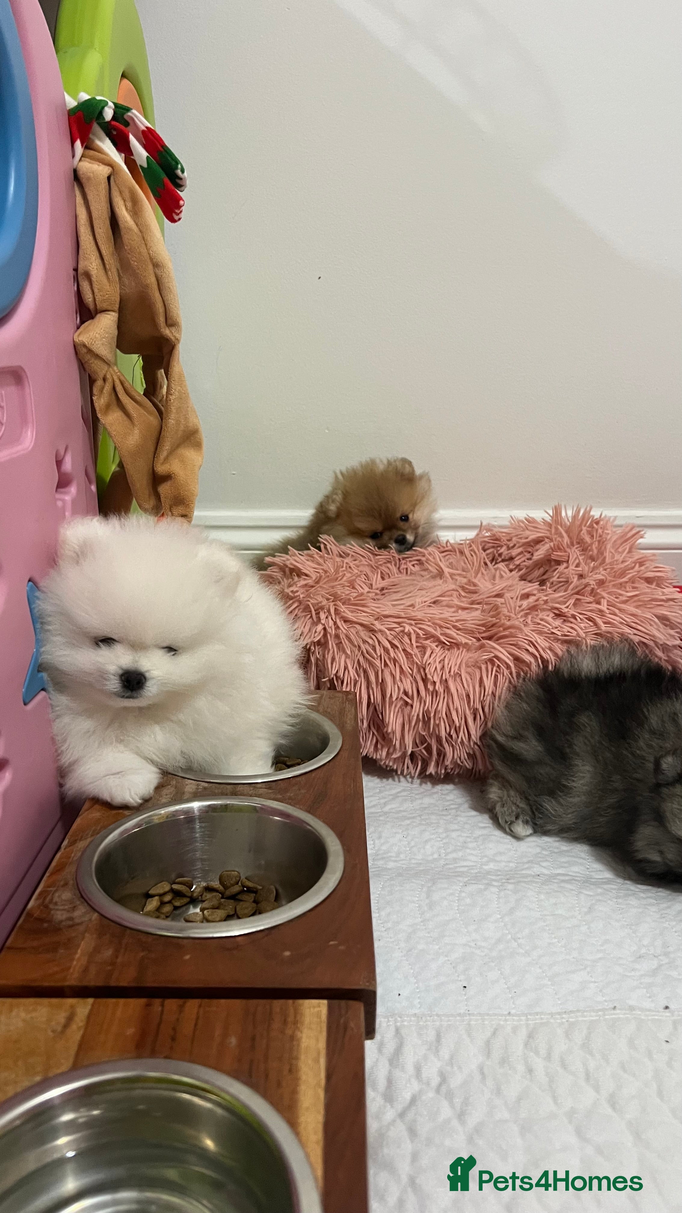 Pomeranian dogs MAGICAL PURE POMERANIAN KC - Advert 2