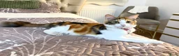 Mixed Breed cats for sale: Beautiful Ragdoll x Domestic Longhair Kittens - Advert 2