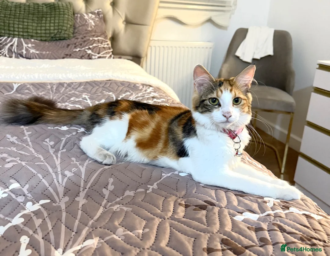 Mixed Breed cats for sale: Beautiful Ragdoll x Domestic Longhair Kittens - Advert 2
