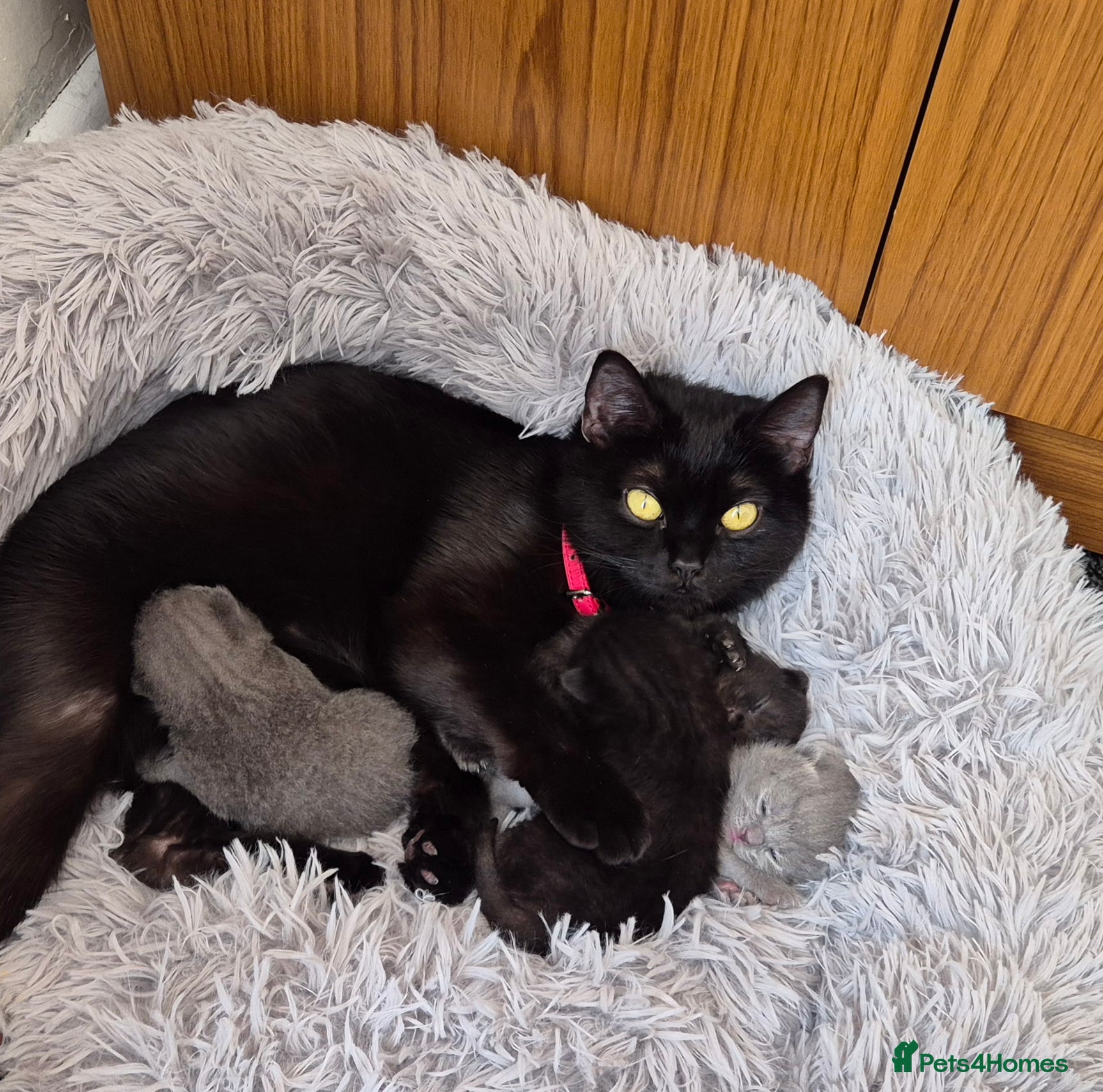 British Shorthair cats Adorabl blue and black british short hair kittens - Advert 6