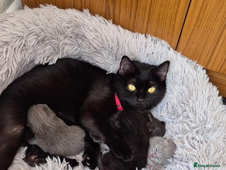 British Shorthair cats Adorabl blue and black british short hair kittens - Advert 2