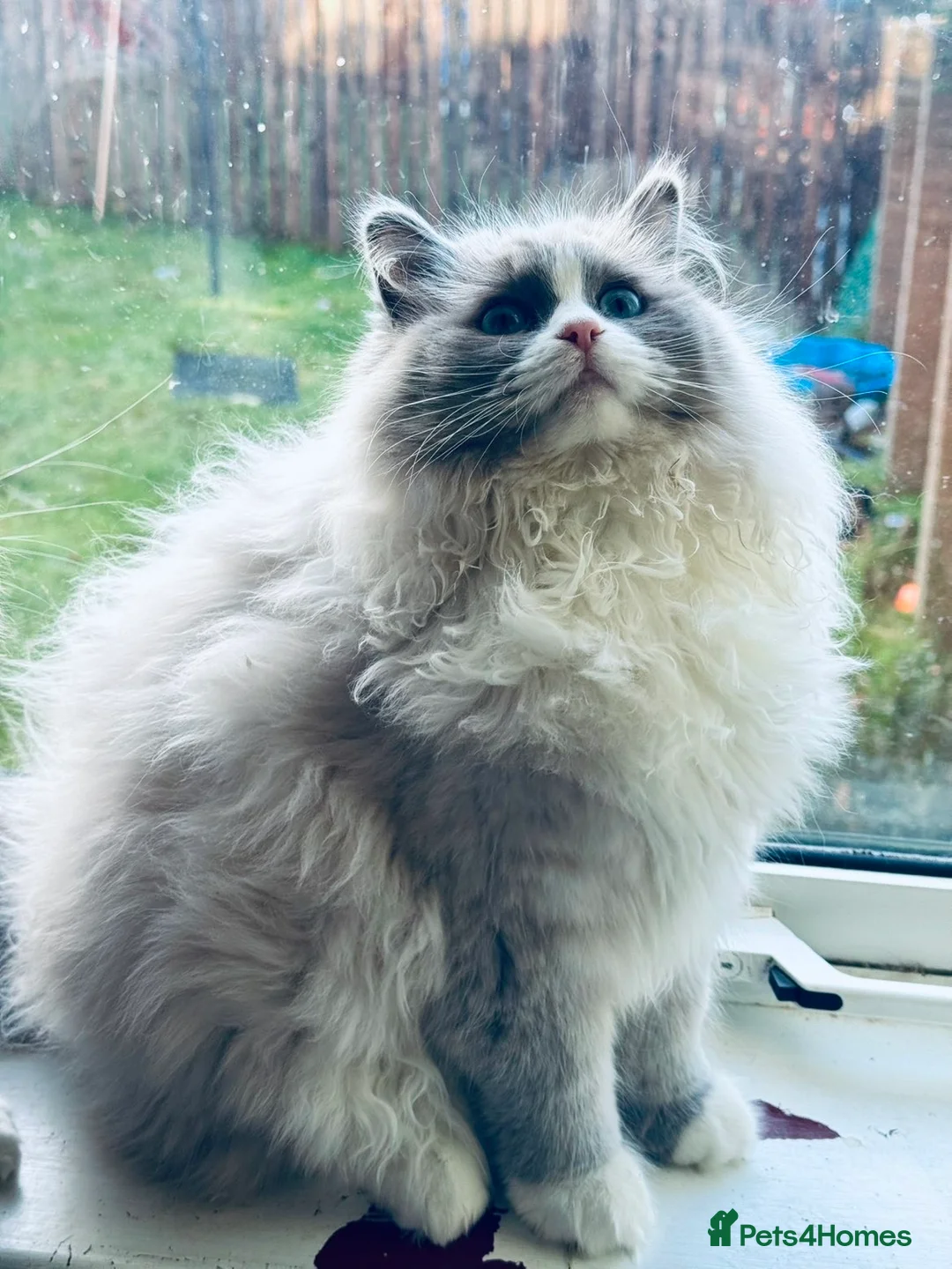 Ragdoll cats for sale: Blue Mink Bi-Colour ragdoll boy - Advert 6