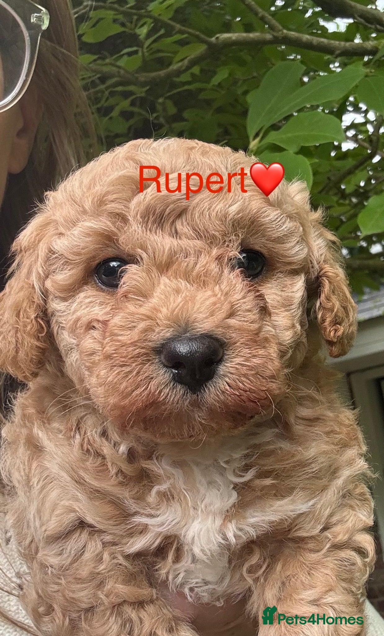 Poochon dogs 1 GOLDEN BOY POOCHON -Rupert the Bear-CHESHIRE  - Advert 2