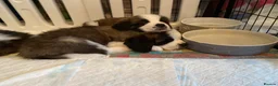 Saint Bernard dogs for sale: (Last 3) Gorgeous Saint Bernard puppies available  - Advert 19