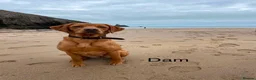Labrador Retriever dogs for sale: KC Registered Red Fox Labrador Puppies - Advert 15
