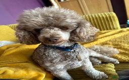 Cavapoo dogs for sale: Beautiful F1b Cavapoo girl  - Image 12