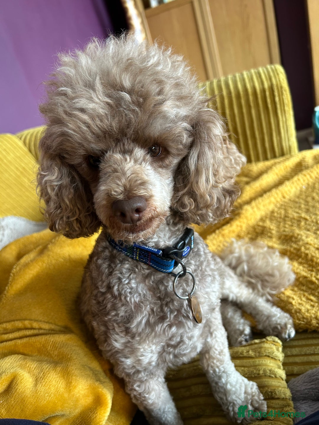 Cavapoo dogs for sale: Beautiful F1b Cavapoo girl  - Image 12