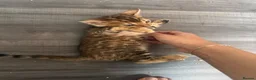 Bengal cats for sale: 💕Rosetted bengal kittens 💕 - Advert 9