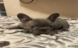 French Bulldog dogs for sale: French bulldog puppy’s  - Image 3