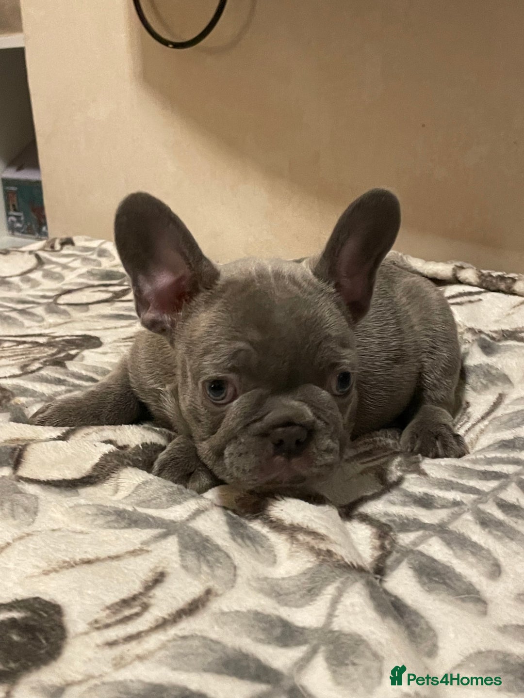 French Bulldog dogs for sale: French bulldog puppy’s  - Image 3