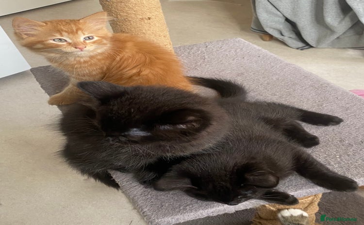 Mixed Breed cats - Advert 1
