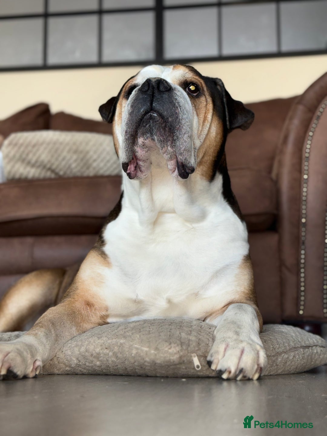 American Bulldog dogs for sale: american bulldog - Image 2