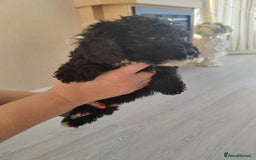 Cavapoo dogs for sale: Cavapoo puppies - Image 4