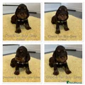 Cocker Spaniel Puppy 6