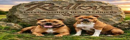 Staffordshire Bull Terrier dogs for stud: 🥨SIMPLY THE BEST.🥨🏆  - Advert 17